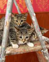 Котята - в добрые руки