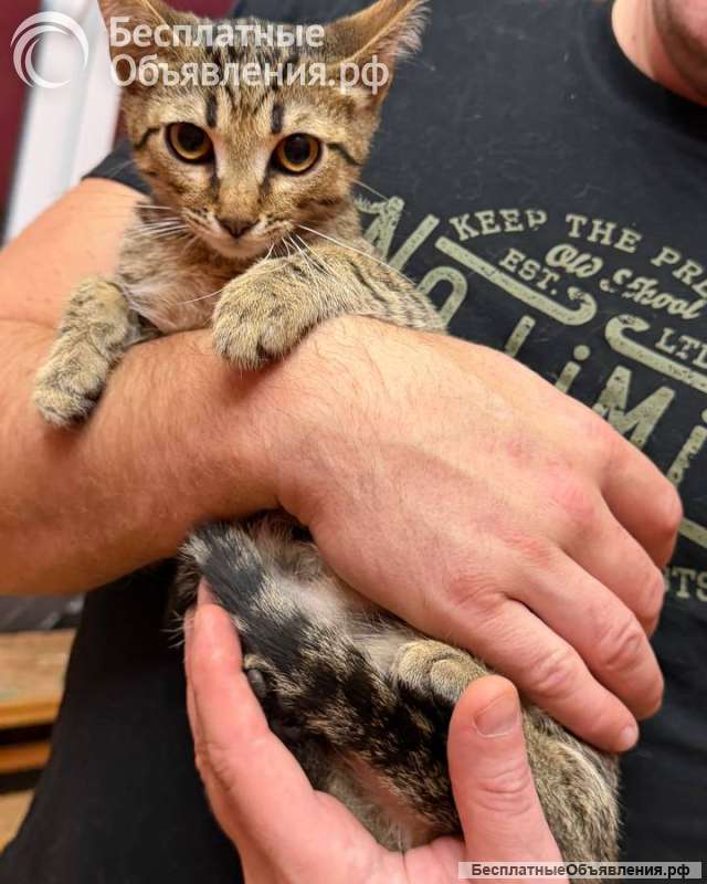 Котёнок Матроскин ищет дом