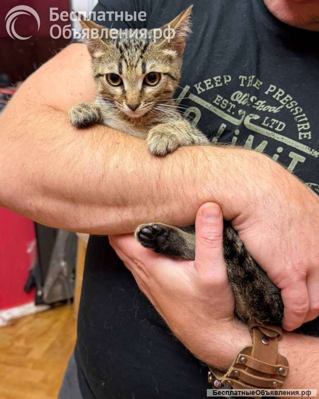 Котёнок Матроскин ищет дом