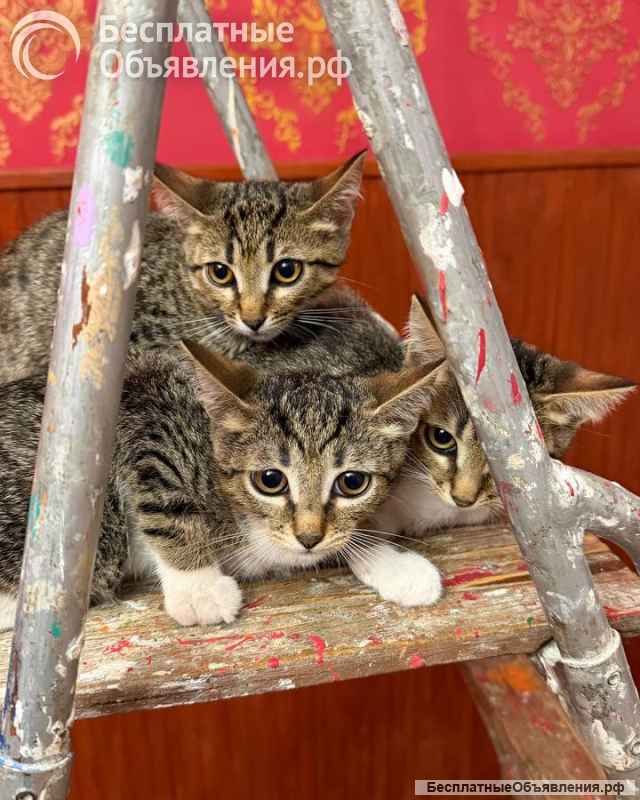 Котёнок Матроскин ищет дом
