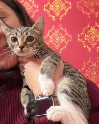 Котёнок Гаечка ищет дом