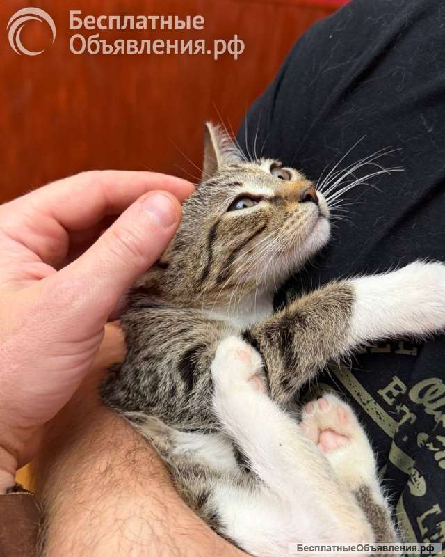 Котёнок Гаечка ищет дом