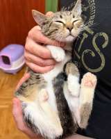 Котёнок Гаечка ищет дом