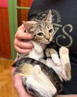 Котёнок Гаечка ищет дом