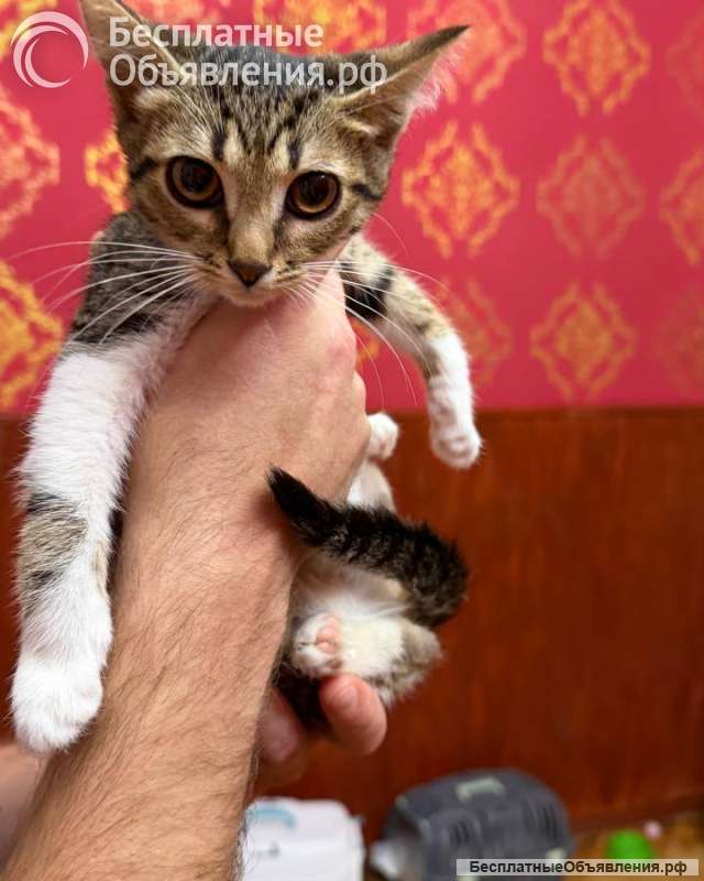 Котёнок Масяня ищет дом