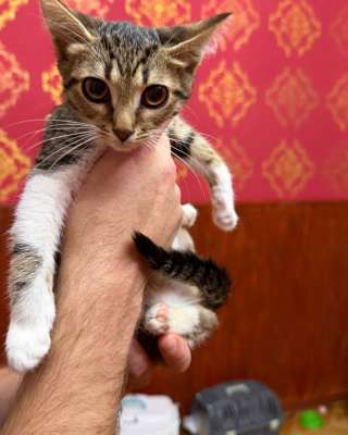 Котёнок Масяня ищет дом