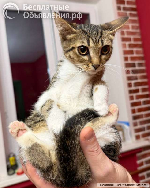 Котёнок Масяня ищет дом