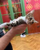 Котёнок Масяня ищет дом
