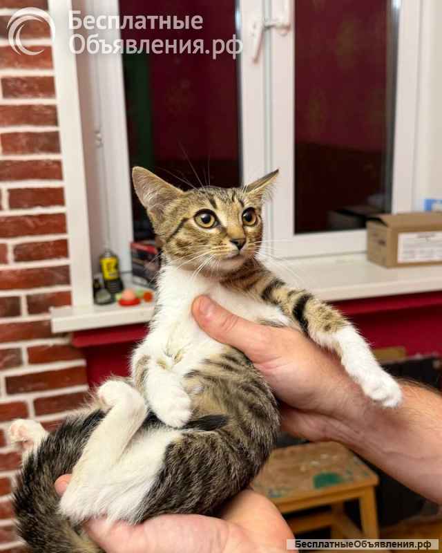 Котёнок Масяня ищет дом