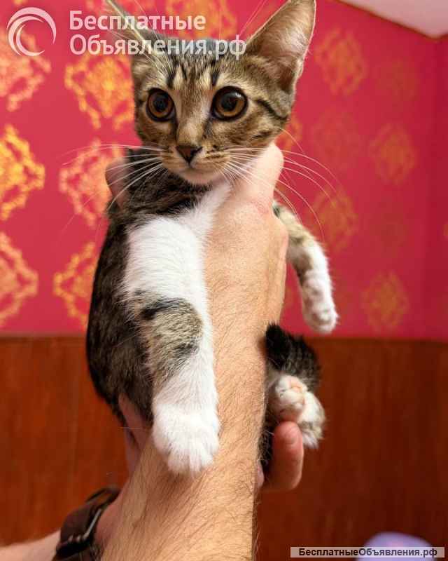 Котёнок Масяня ищет дом