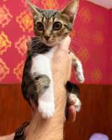 Котёнок Масяня ищет дом