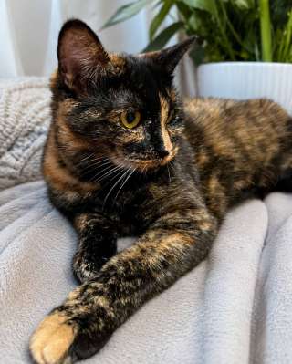 Кошечка из домашнего приюта