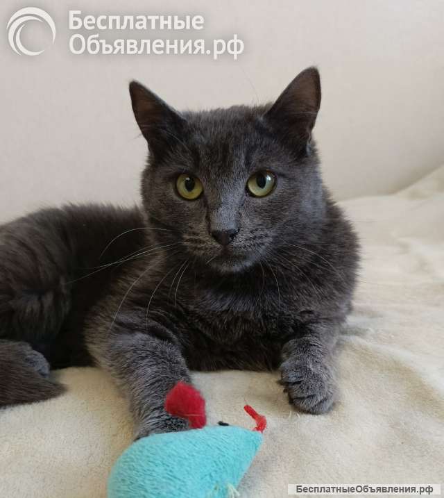 Кошка, спасенная с улицы, очень нуждается в доме