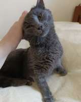 Кошка, спасенная с улицы, очень нуждается в доме