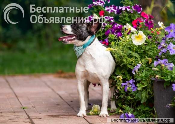 Манечка- идеальная собачка для семьи