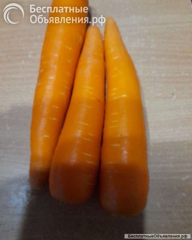 Морковь