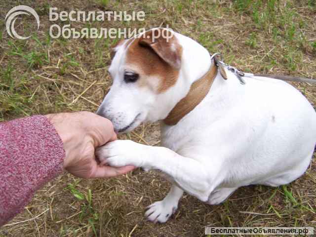 Собачке породы джек-рассел-терьер Боне очень нужен дом