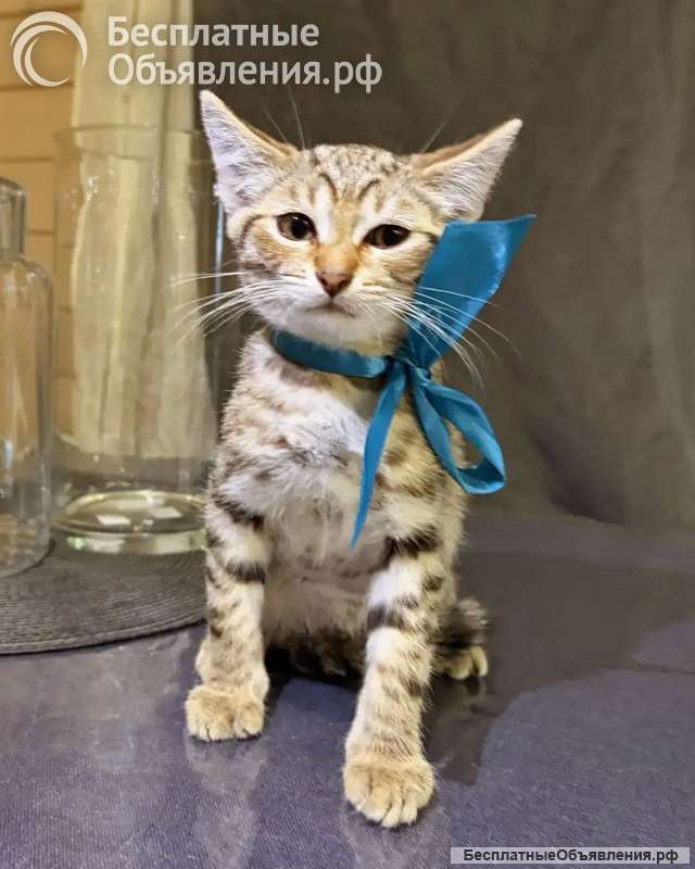 10 домашних котят метисов британки ищут свой дом
