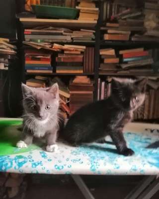 Котята