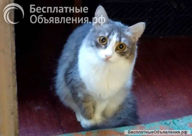 Отдам в добрые руки