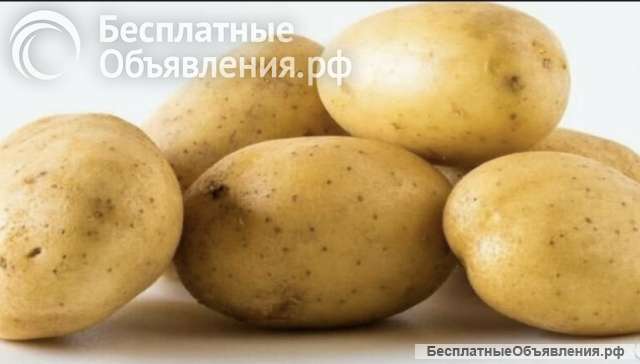 Картофель сорт фермер (желтая)