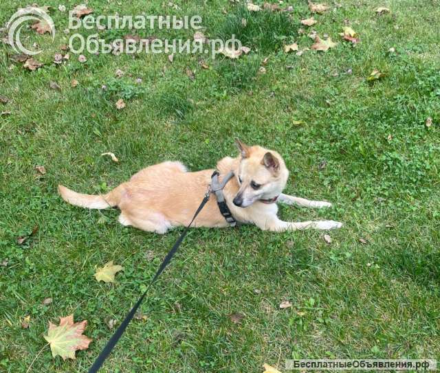 Дайте шанс на спасение живой души