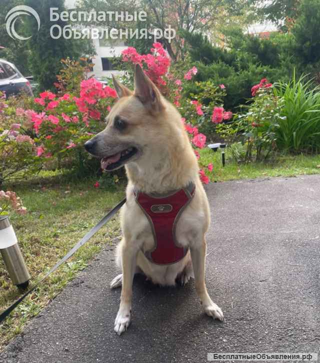 Дайте шанс на спасение живой души