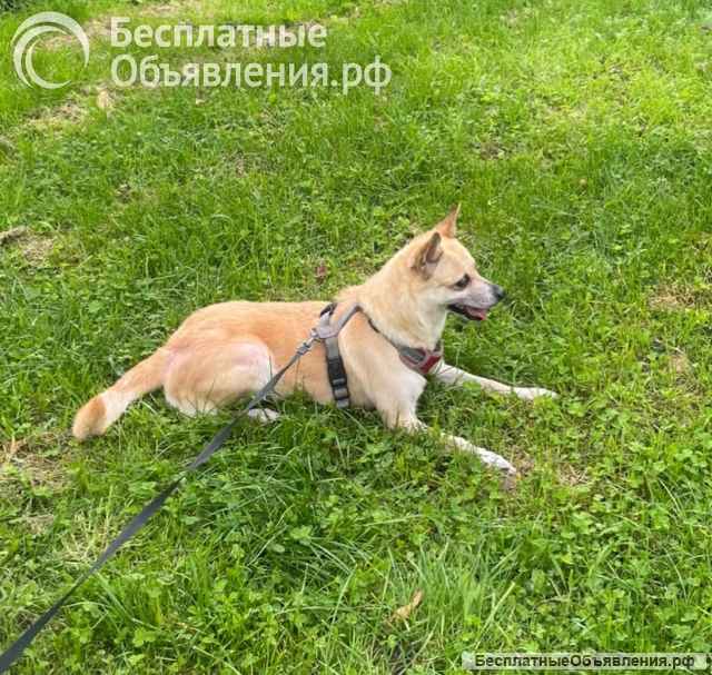 Дайте шанс на спасение живой души