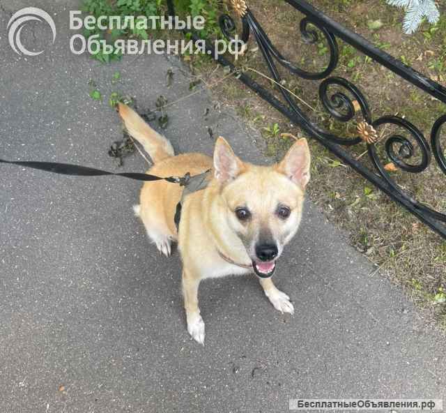 Дайте шанс на спасение живой души