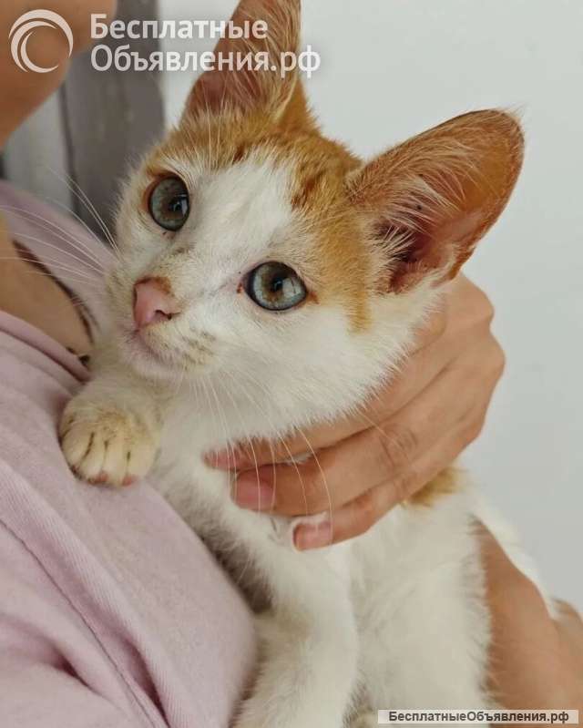 Ищет дом замечательный котенок Феня