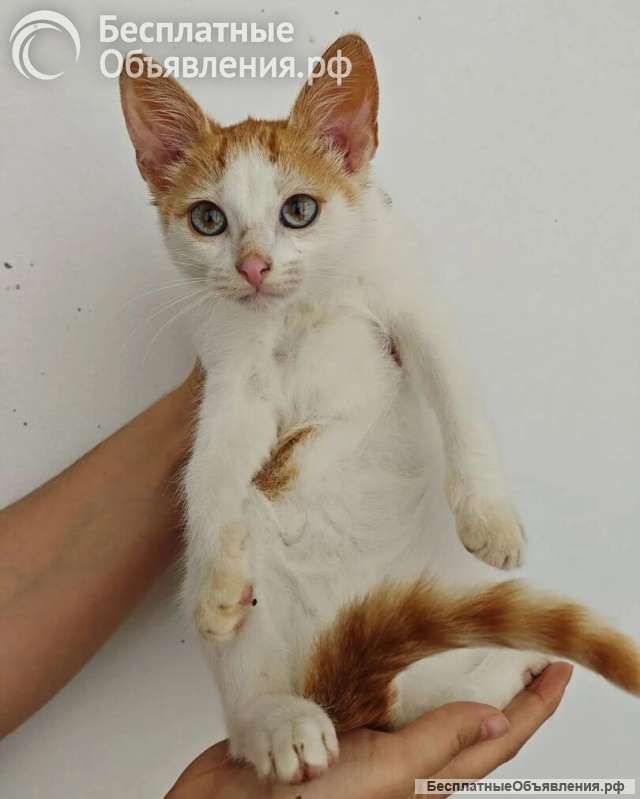 Ищет дом замечательный котенок Феня