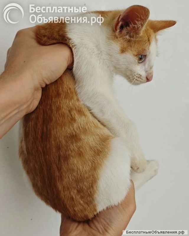 Ищет дом замечательный котенок Феня