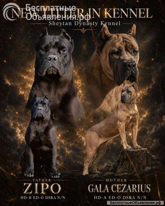 Кане Корсо Щенки