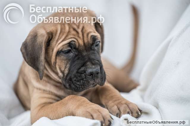 Кане Корсо Щенки