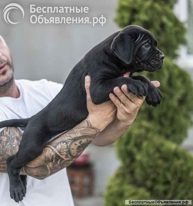 Кане Корсо Щенки