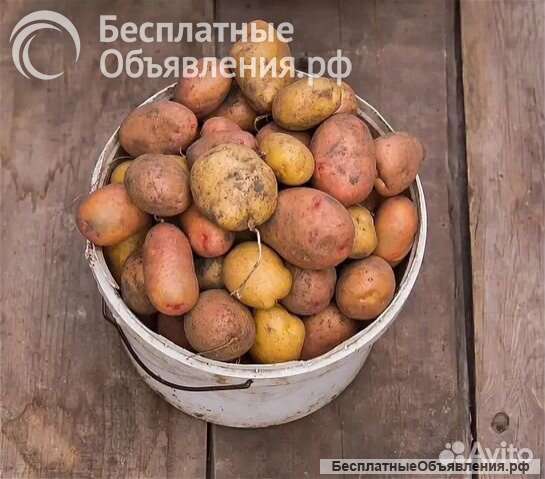 Картофель