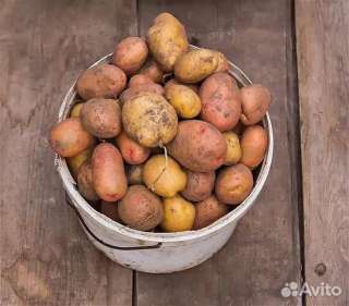 Картофель