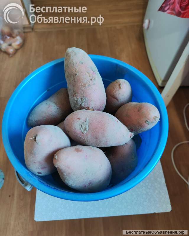 Картофель домашний