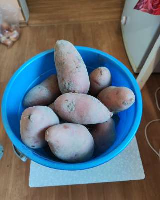 Картофель домашний