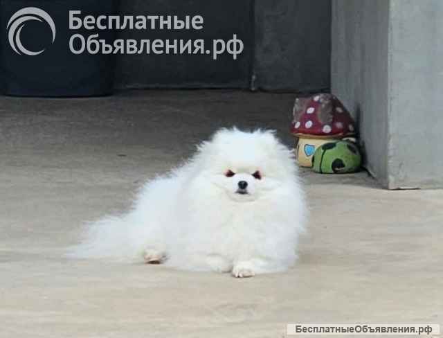 Щенки померанского шпица