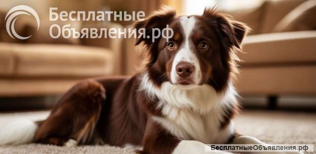 Приложение для собак: обучение командам
