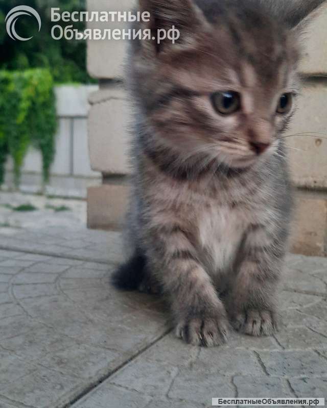 Отдам котят в добрые руки