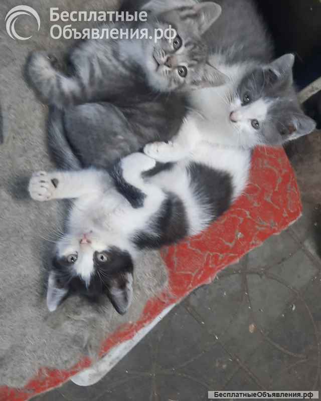 Отдам котят в добрые руки
