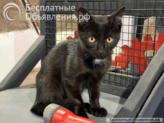 Черный котенок Марчелло ищет свой дом