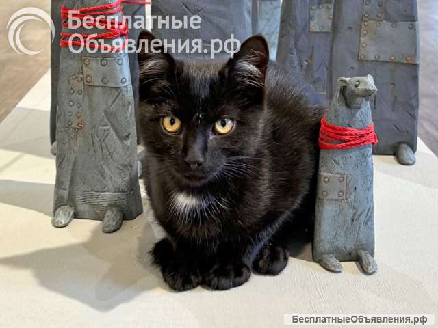 Черный котенок Марчелло ищет свой дом