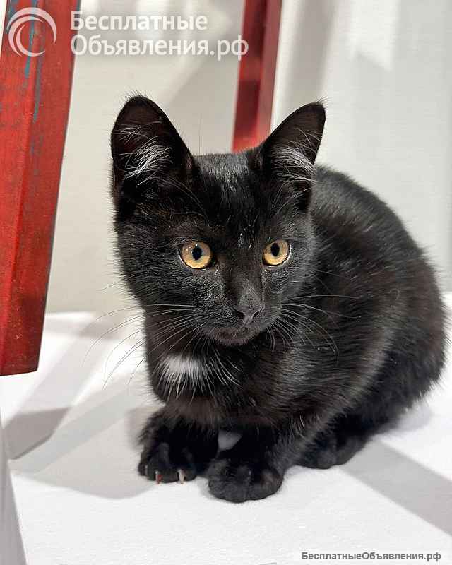 Черный котенок Марчелло ищет свой дом