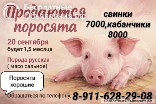 Поросята