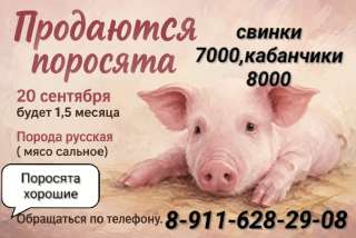 Поросята