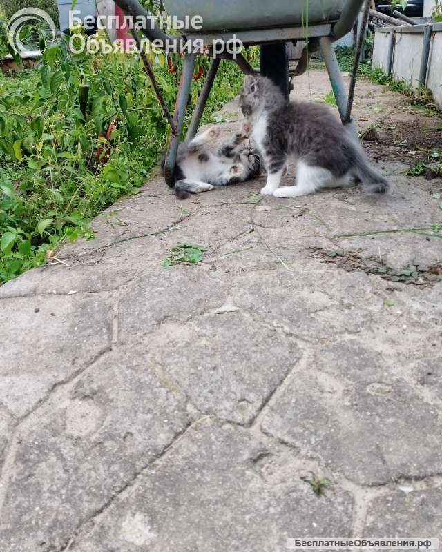 Котята в добрые руки
