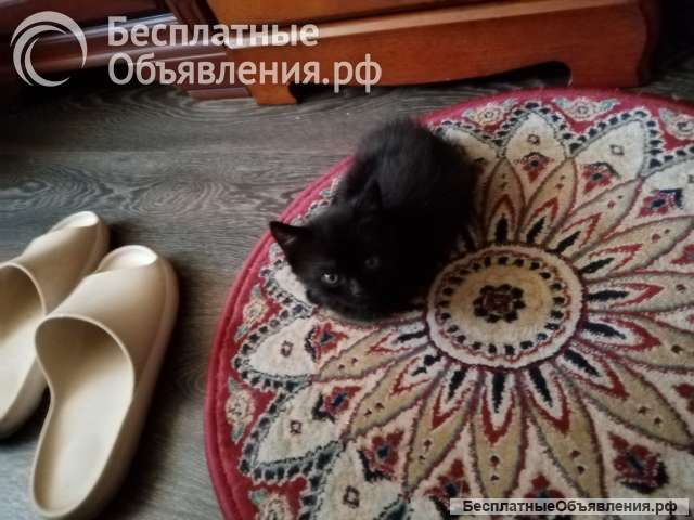 Котик
